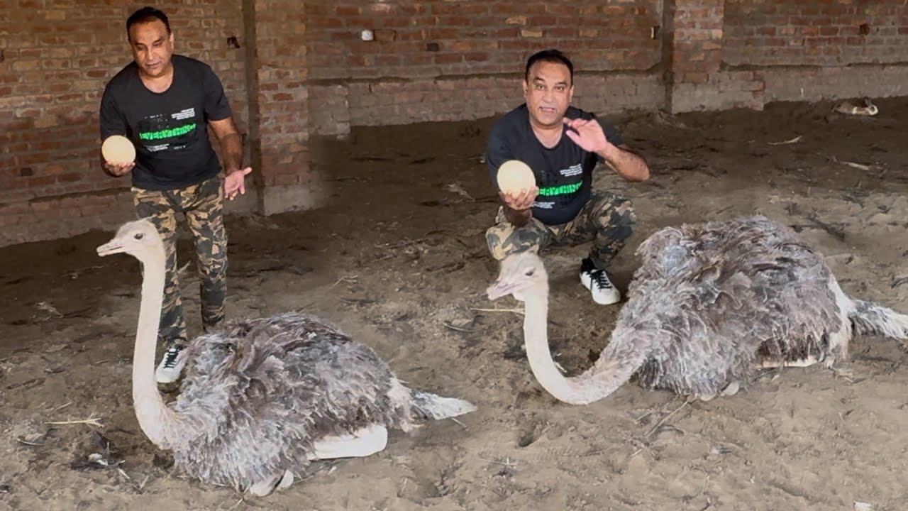 Ostrich Baby For Sale | Ostrich Eggs Price | Ostrich Eggs Hatching