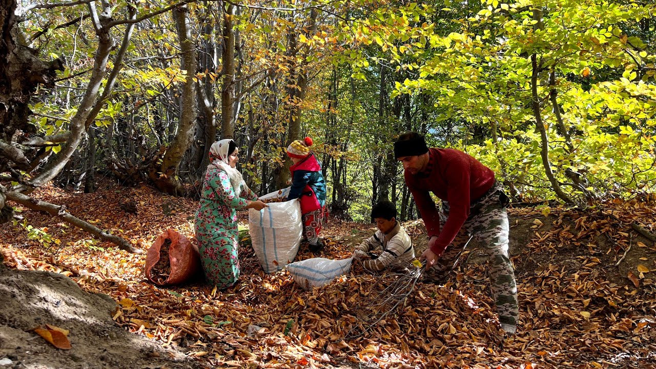 Collecting Autumn Leaves from the Forest to Dry the Sleeping place of the Calves
