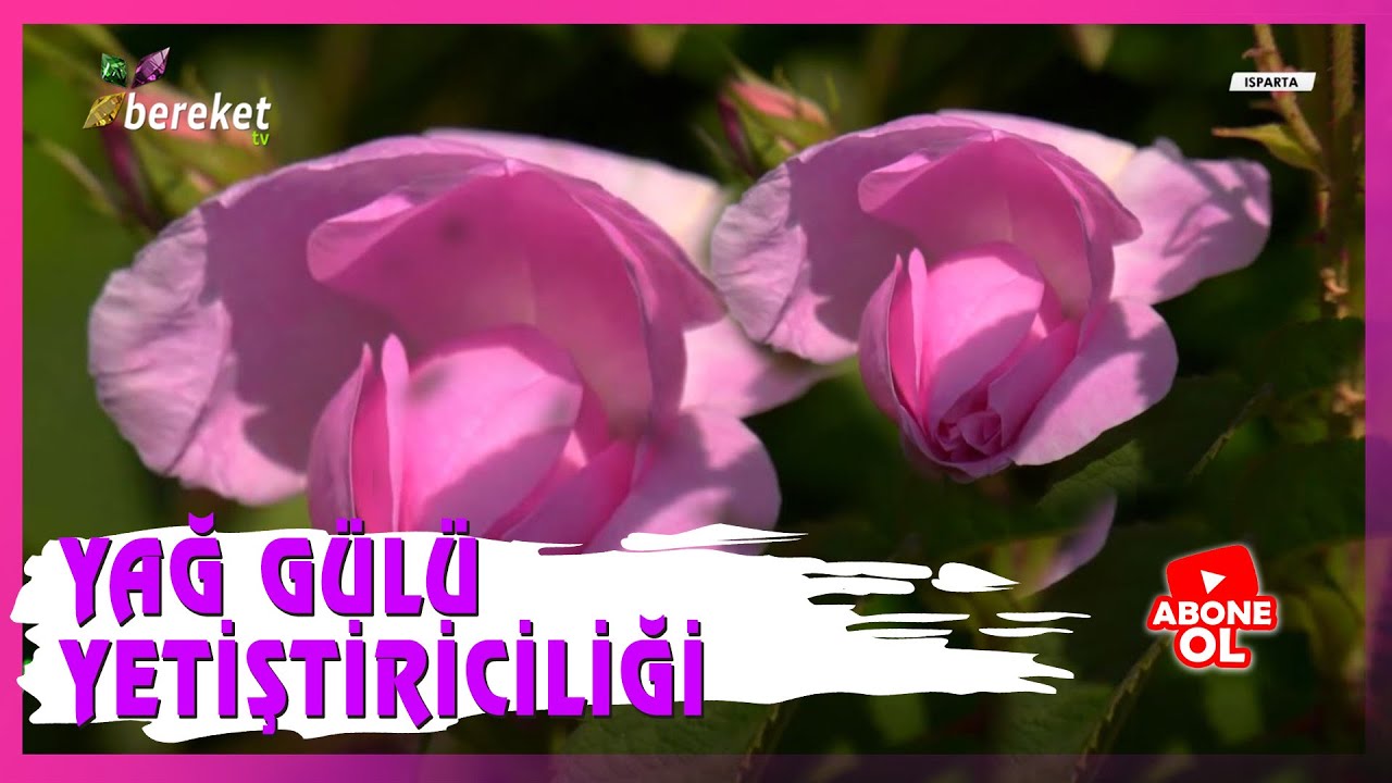 Tarımsal Eğitim - Yağ Gülü Üretimi