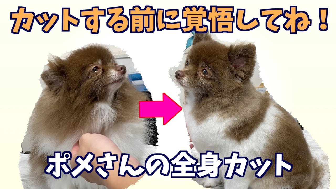 ポメのカットは覚悟を決めてから。