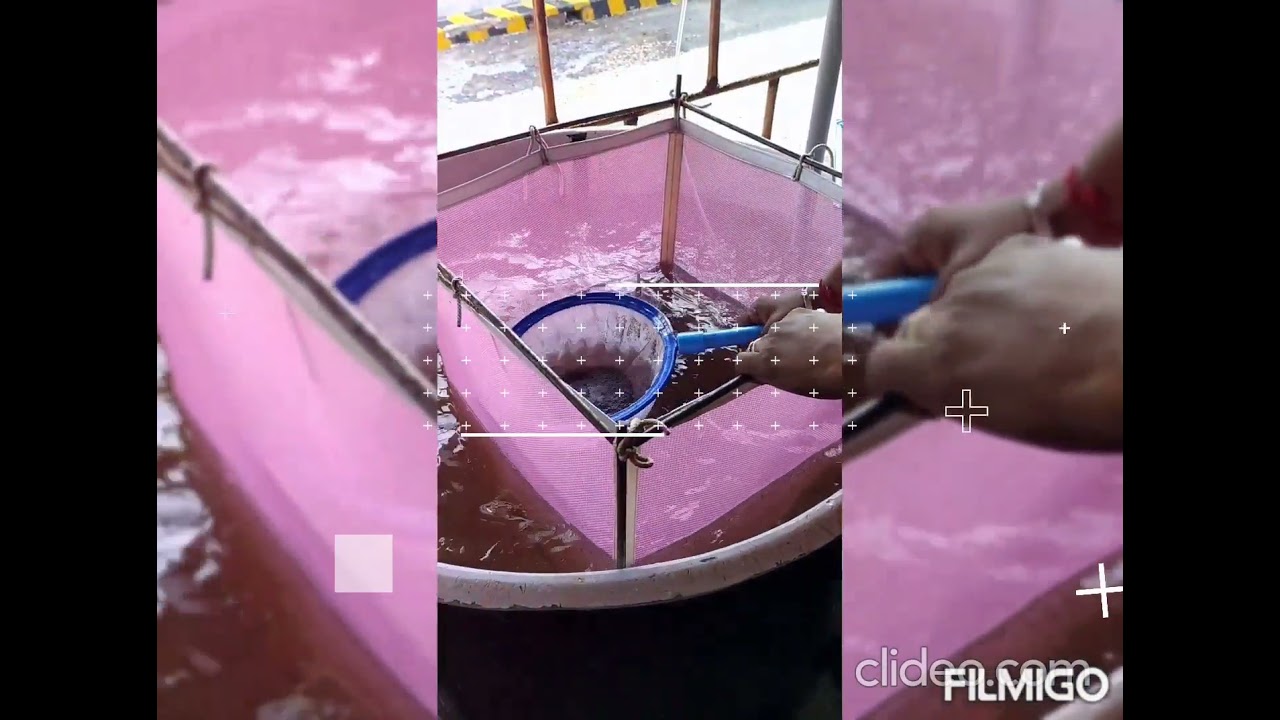 Prawn Hatchery  - seed packing - procedure and processing - vannami shrimp 🦐🍤