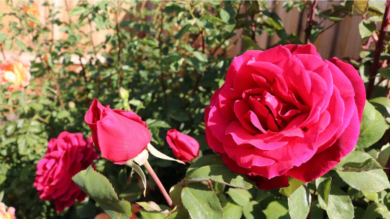 Mr Lincoln Hybrid Tea Rose 2nd Year Spring Flush