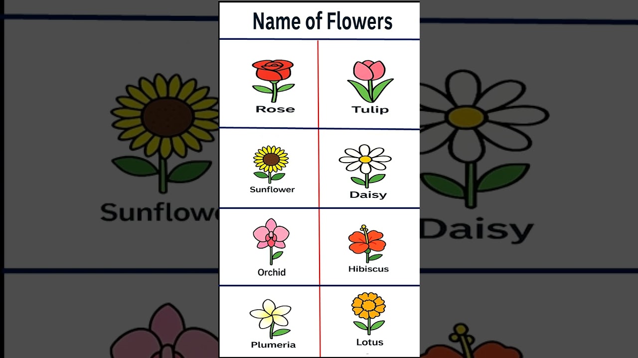 English Vocabulary | Beautiful Flowers Names with Pronunciation #englishvocabulary #spokenenglish