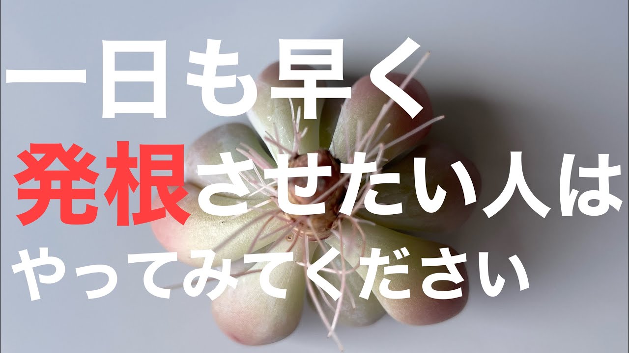 【秘密を公開！】カット苗を1日でも早く発根させる方法＃多肉＃多肉植物＃多肉の育て方