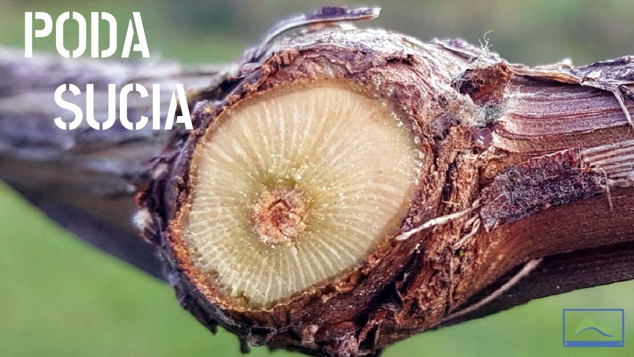 PODA SUCIA y de RESPETO en la VID 🍇 Guía de buenas prácticas en cepas de VASO 💚 #LdN #vitiCULTURA