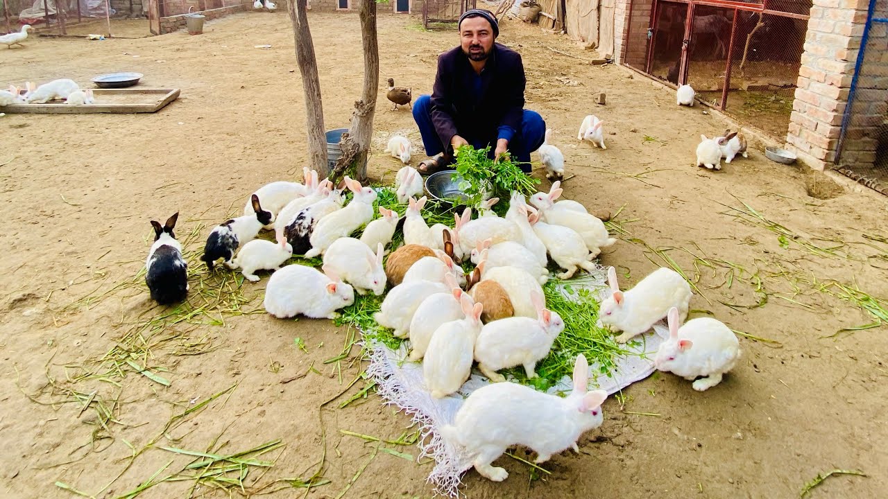 How to control rabbit alergy …Hamari rabbits family ki sihat teek ho rahi ha ❣️❣️🐰🐰🐇🐇