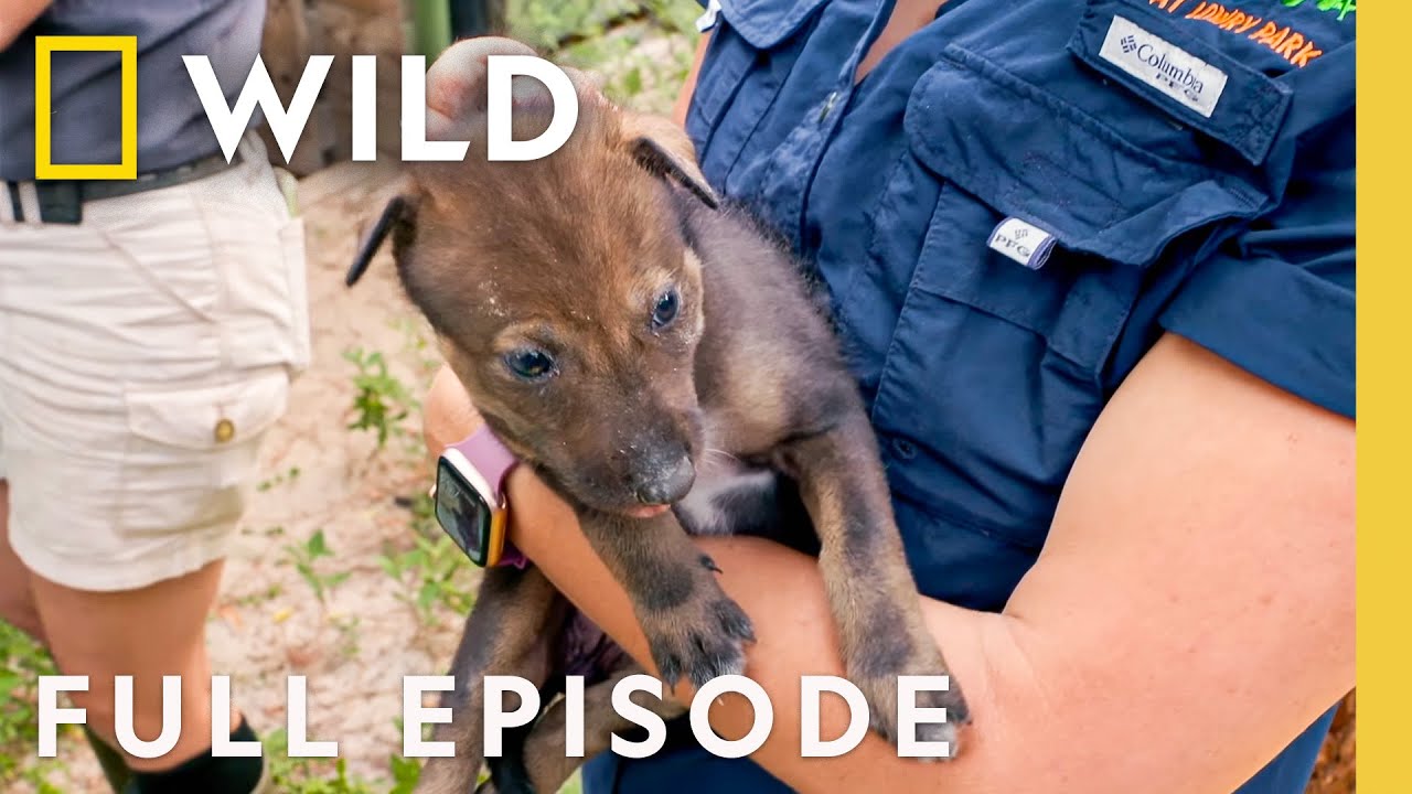 Red Wolf Pups | Secrets of the Zoo: Tampa | Nat Geo Animals