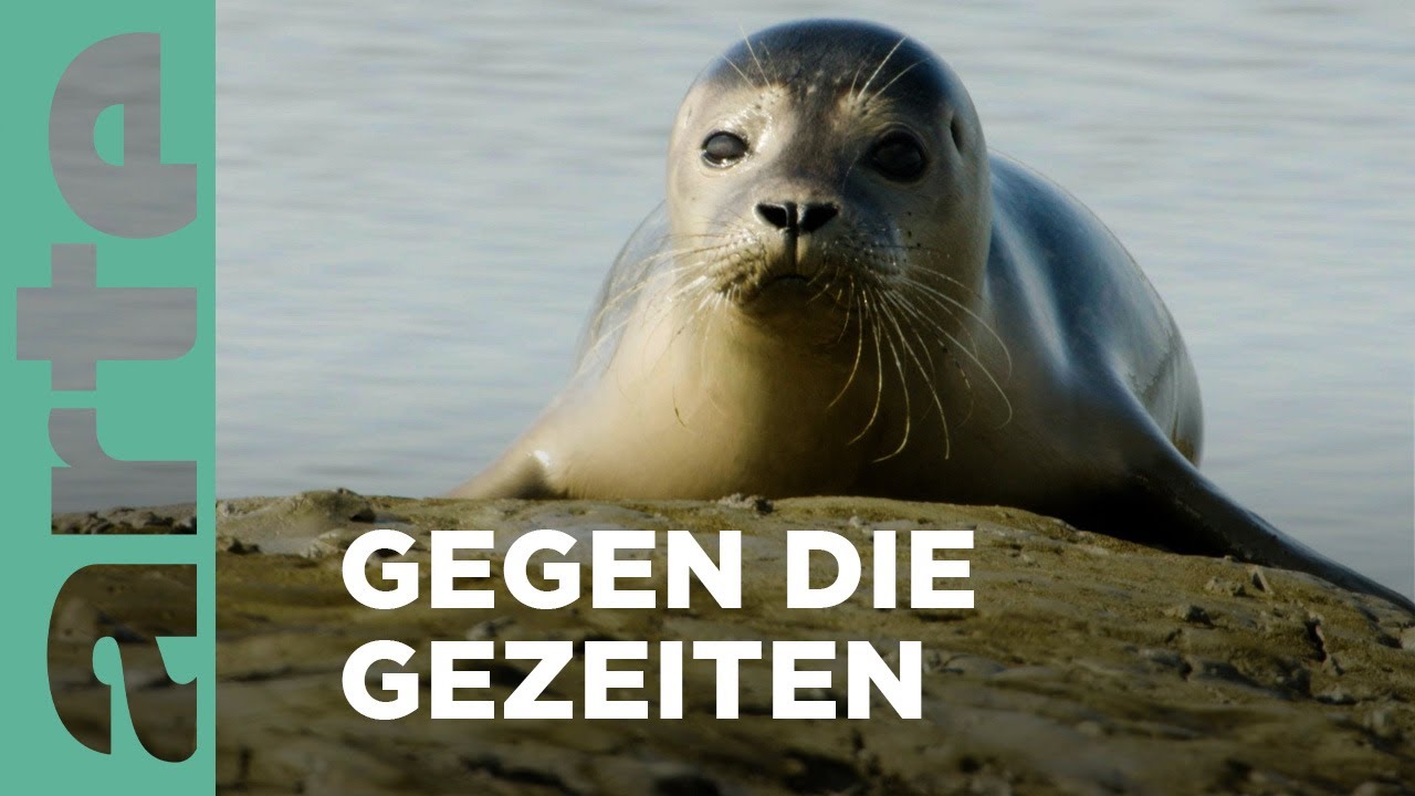 Das Wattenmeer, Europa | Mal Meer, mal Land | ARTE Family