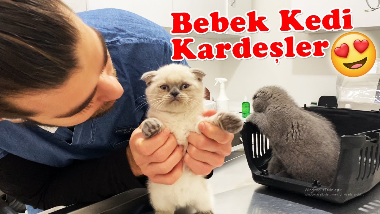 SCOTTISH FOLD KARDEŞLER! 😍 Yavru Kedilerin Güzelliği Başınızı Döndürecek! 🥰 #konuşankedi #inanoğlu