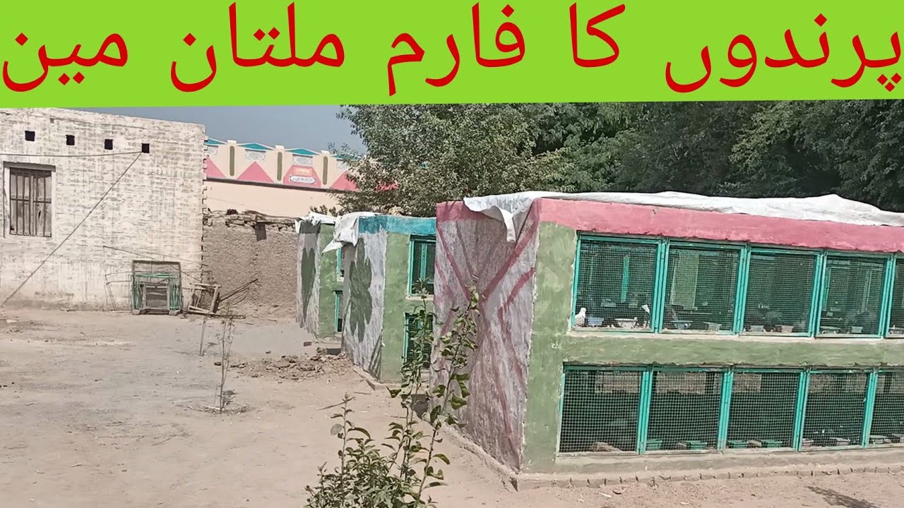 Dilshad Birds Loft Khanewal Home Breed Seller Imported Quality Birds Firlback Danish Sawalo Chery