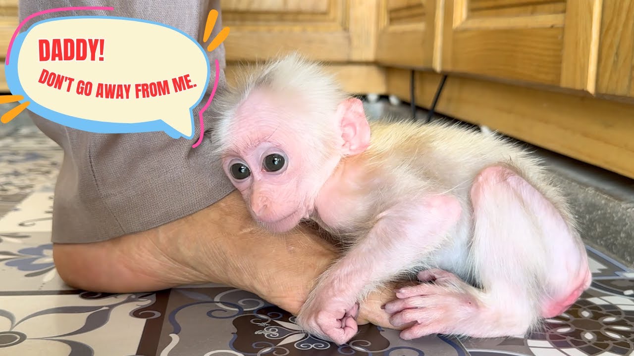 The Power of Love: Sick Baby Monkey Baba Crawls to Find Dad Minh in the Most Touching Moment