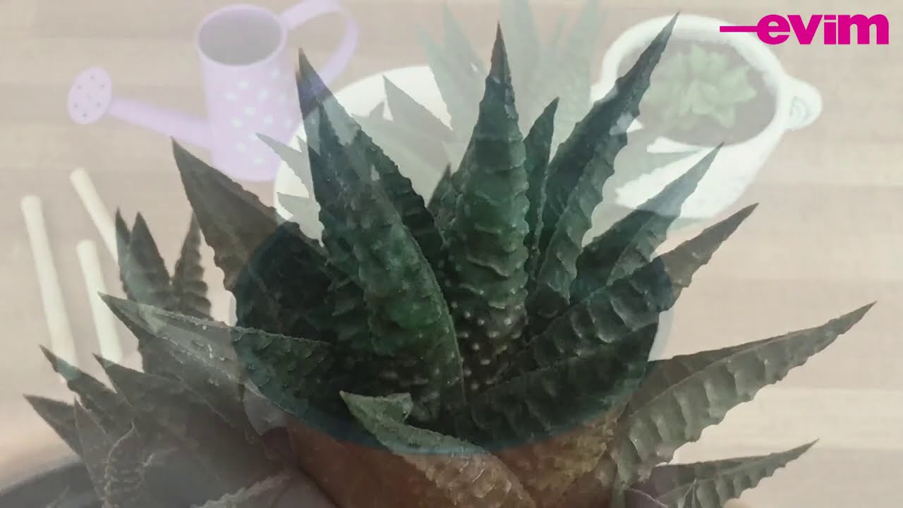 Haworthia Bakımı Nasıl Yapılır? Püf Noktalar | Bitki Bakımı