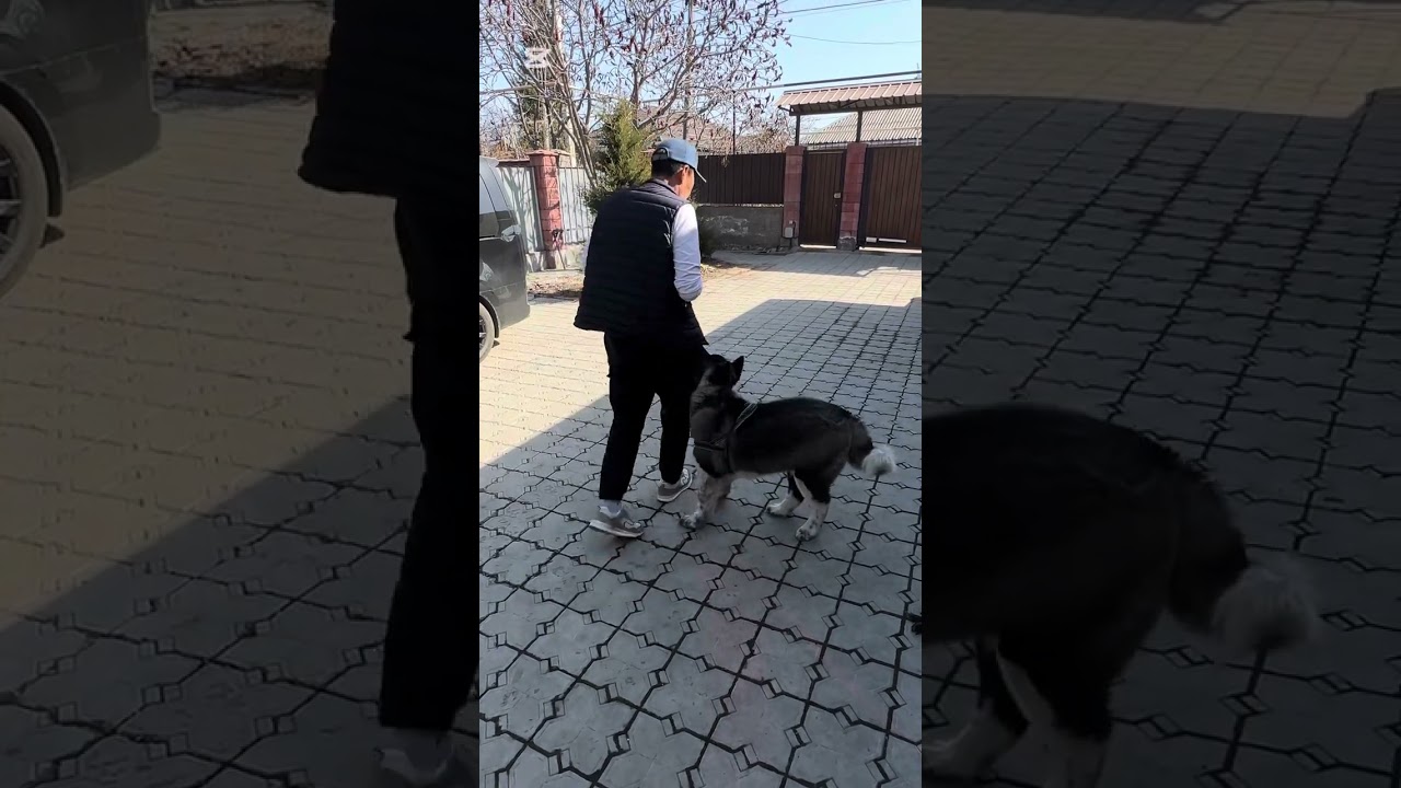 Хулиган ~ Акита.
