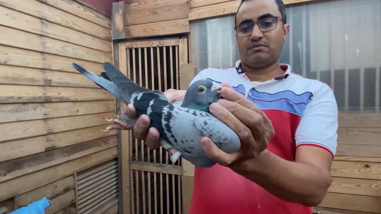الحلقة 21 : سلسلة التعريف بالسلالات مع البطل المخضرم بلقجة عصام الدين🔥212661427859+📞(الجزئ الثاني)