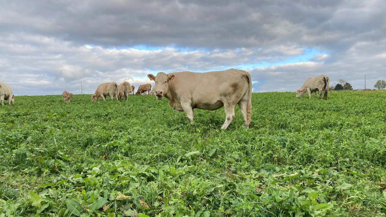 Du trèfle d'Alexandrie pour ces dames : Arnaud mène les vaches au pré en sifflant.