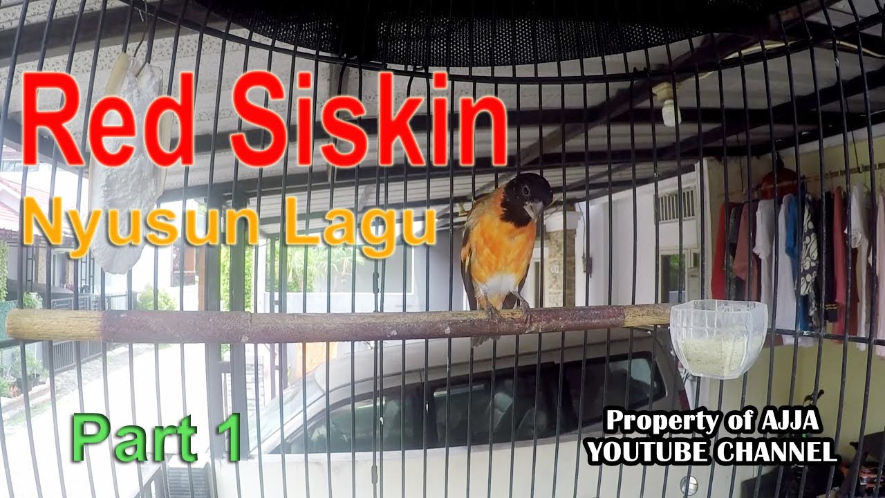 Red Siskin 6 Bulan Nyusun Lagu Part 1