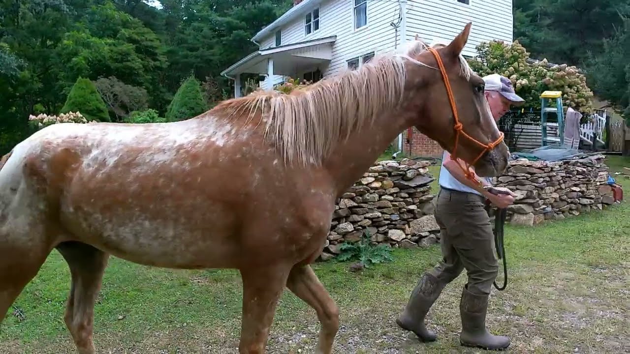 Moving Pumpkin To A New Area On The Farm. Will she panic or stay calm?