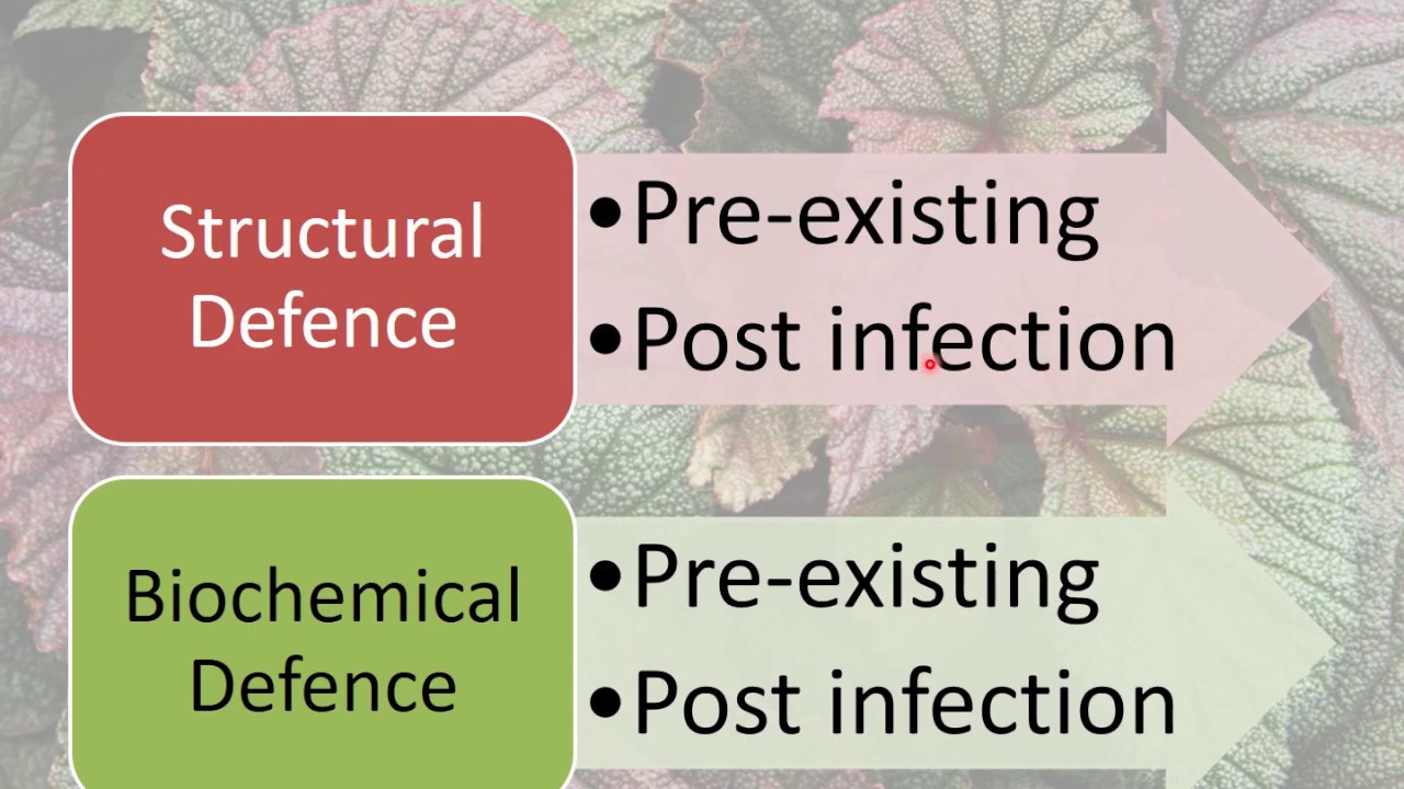 Resistance Mechanisms in Plants - Structural Defence
