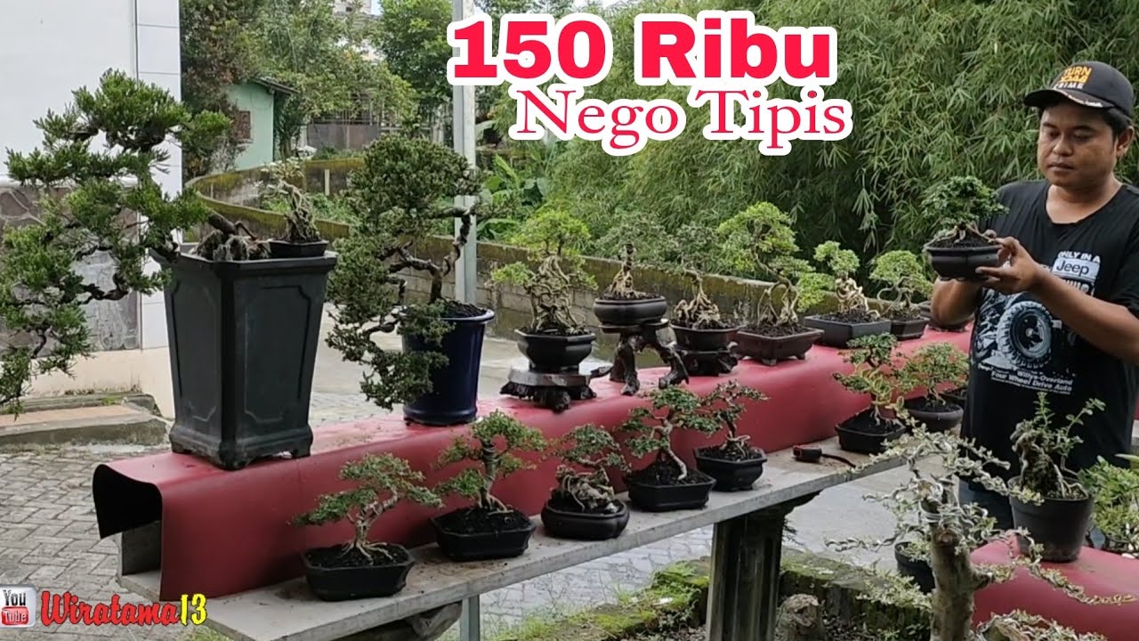 150 RIBU ‼️CEK HARGA BONSAI DIRUMAH MAS HENDRI
