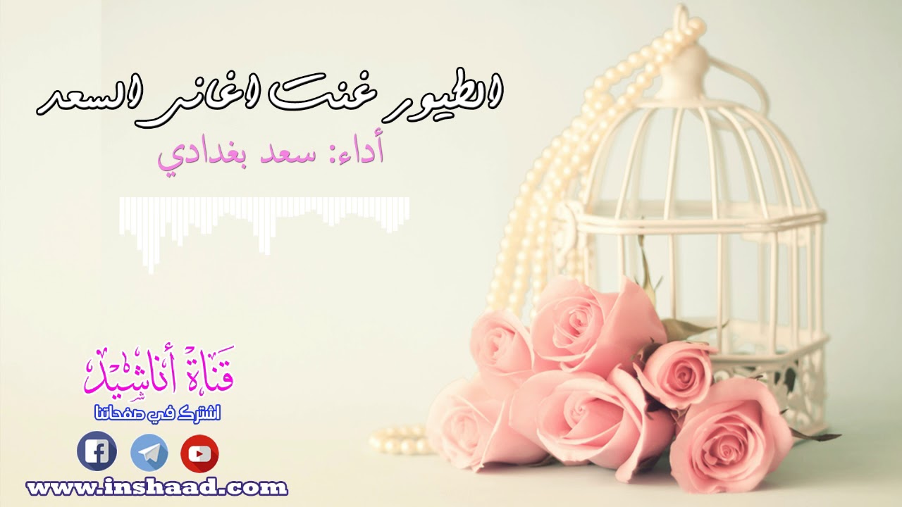 الطيور غنت أغاني السعد - سعد بغدادي / أعراس | Wedding Song