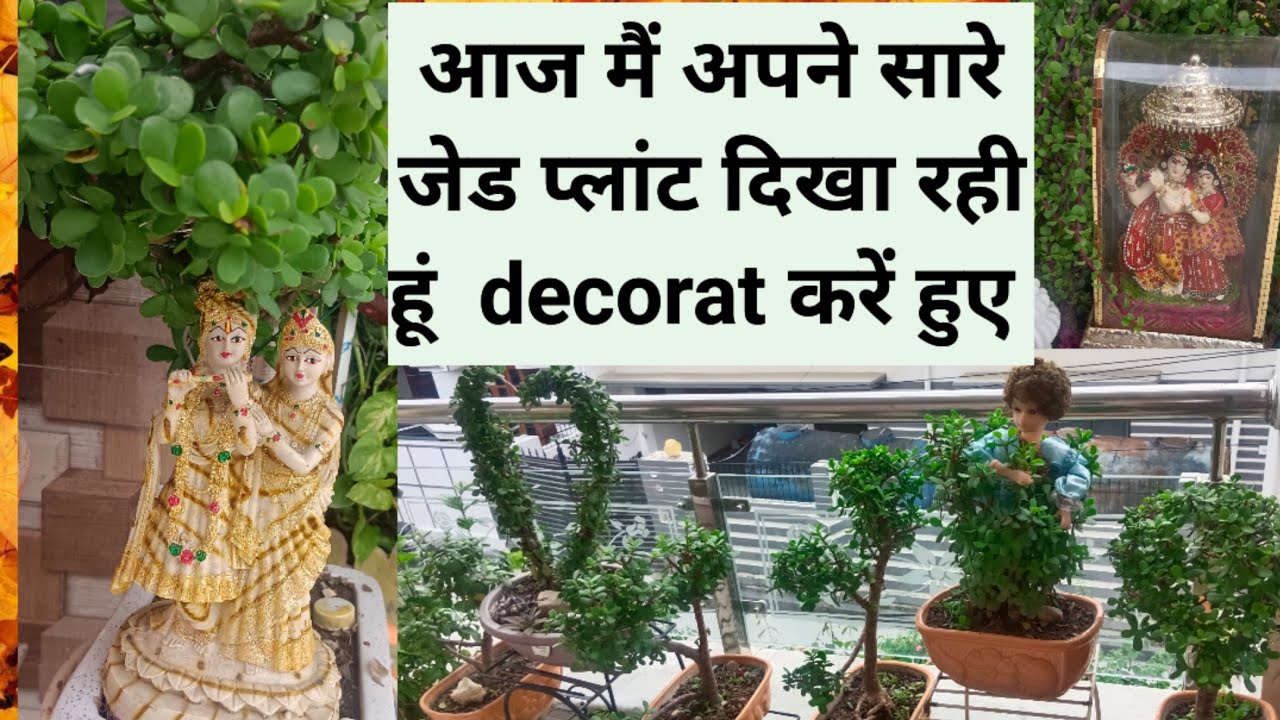 आज मैं आपको दिखा रही हूं अपने सारे जेड प्लांट डेकोरेट करते हुए
