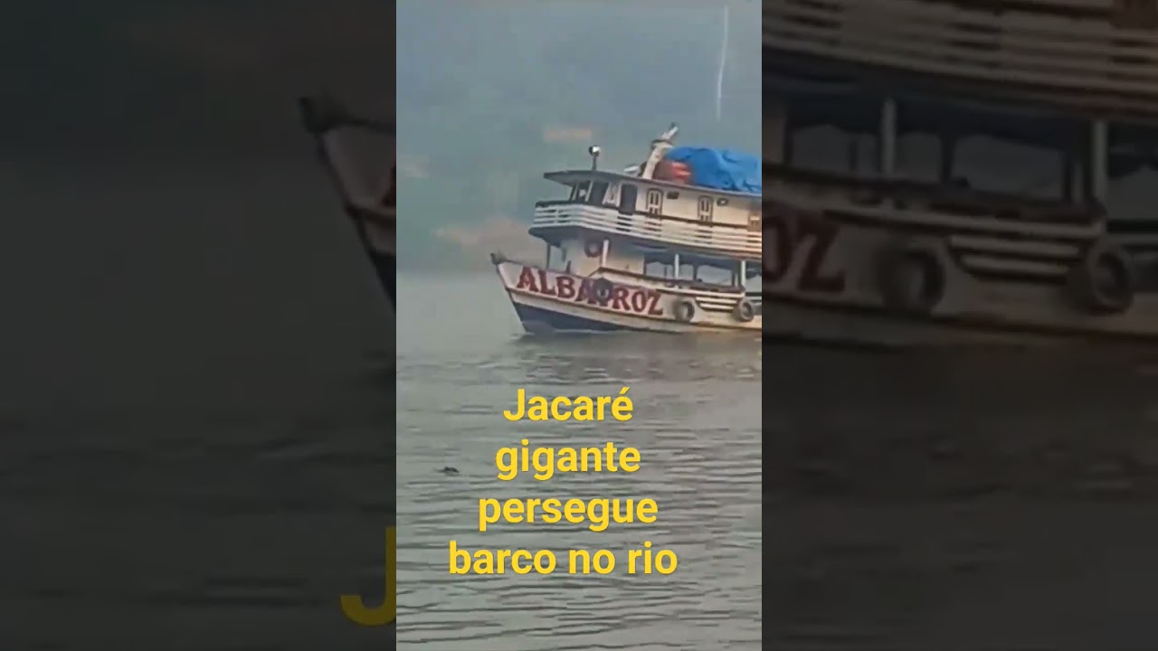 Jacar&eacute;-a&ccedil;u aparece ao lado de um barco no rio Purus
