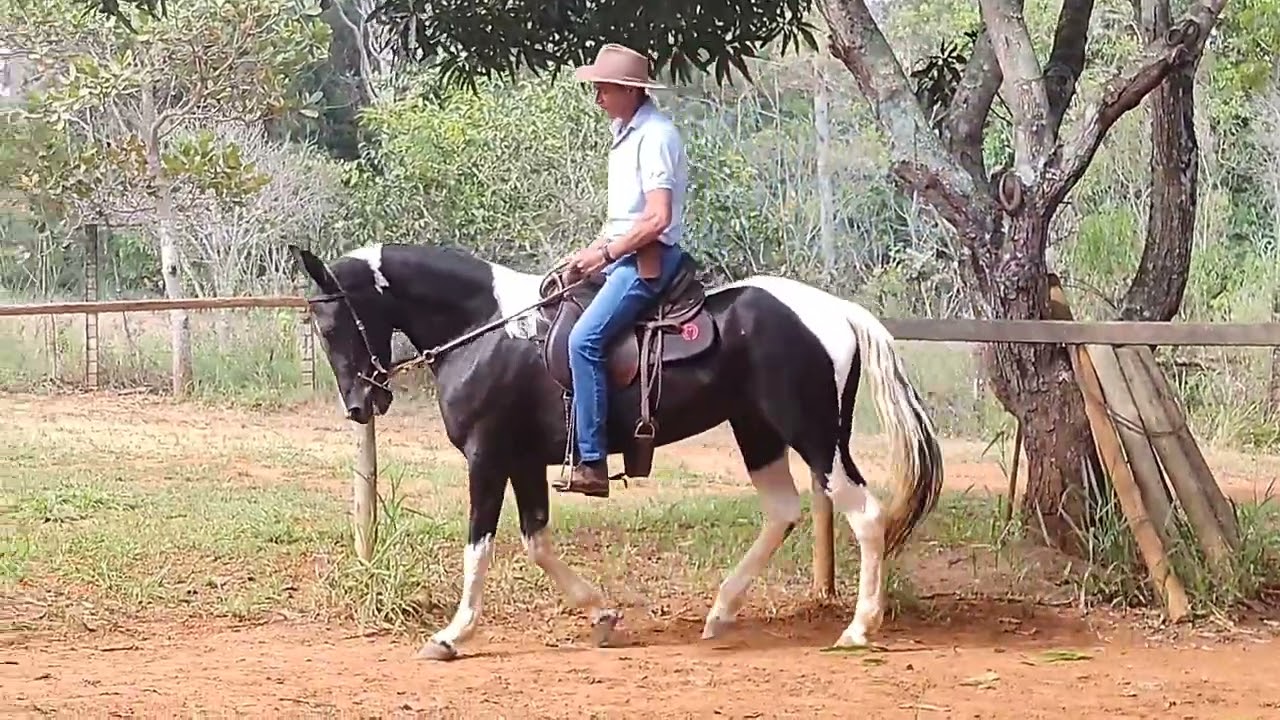 FLEXÃO DE NUCA. QUARTO E ÚLTIMO EXERCÍCIO DE RÉDEA DA ÉGUA ABENÇOADA