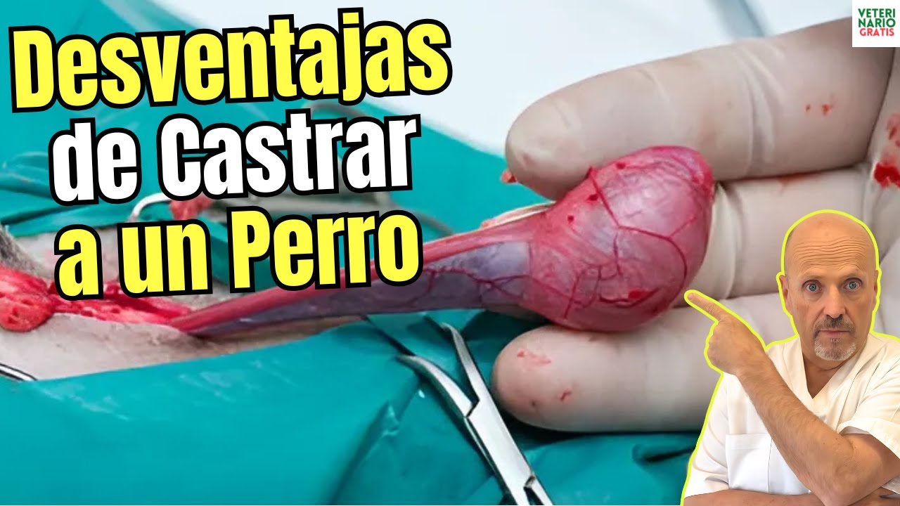 🆘 DESVENTAJAS DE CASTRAR A UN PERRO QUE DEBES CONOCER 🆘