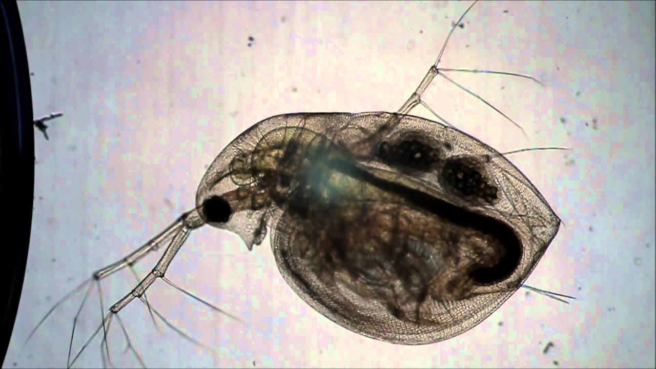 Daphnia Heartbeat