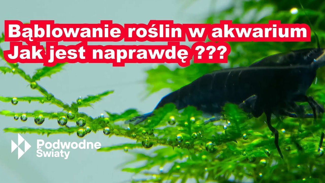 Bąblowanie roślin w akwarium. Jak jest naprawdę?