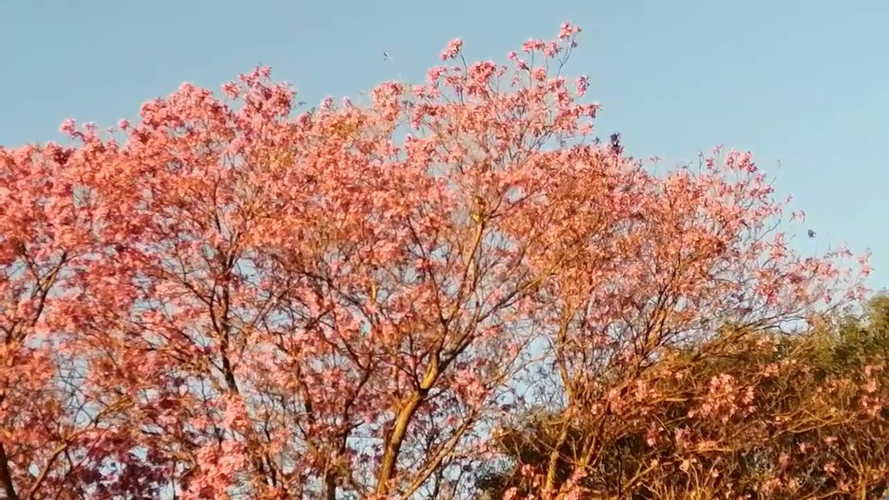 Lapacho Rosado