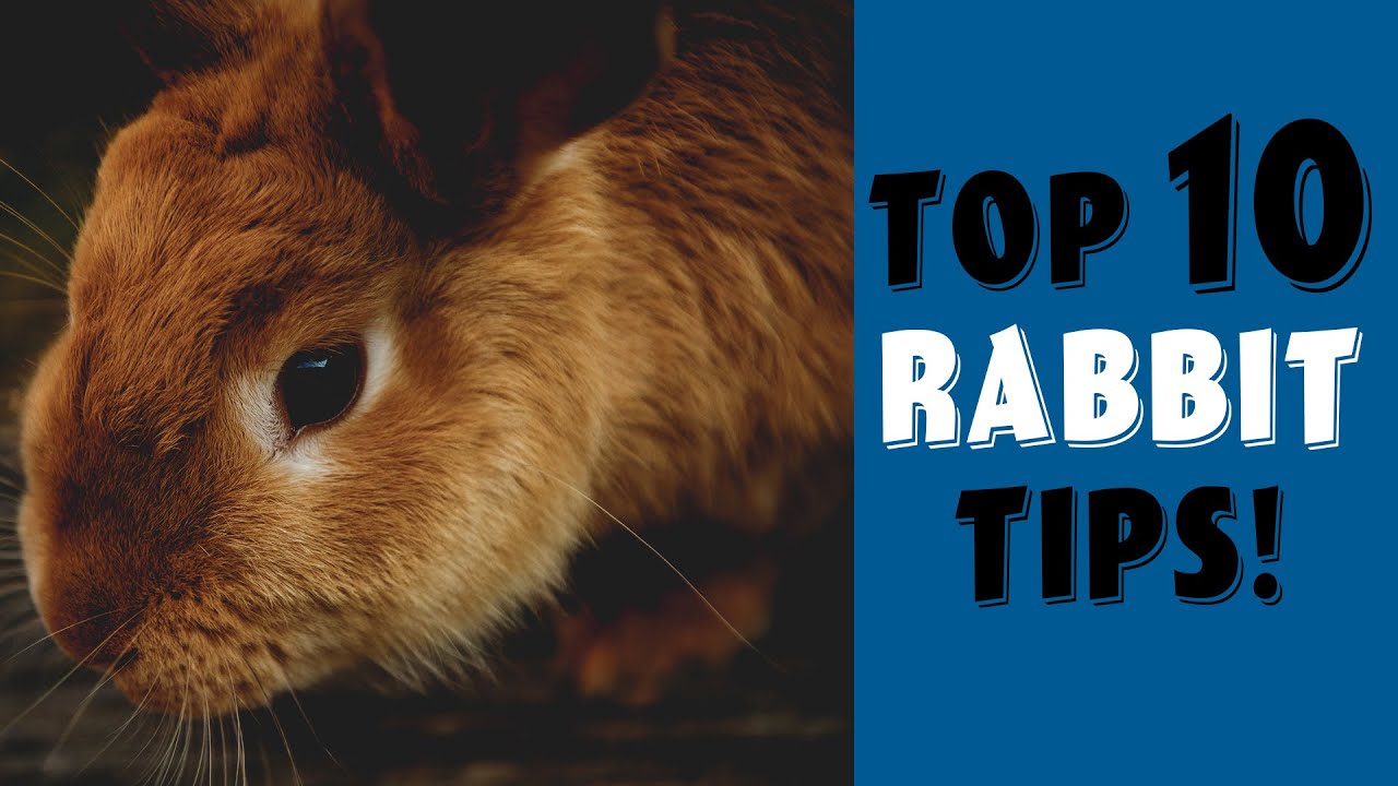 A veterinarians best tips for new Rabbit Owners!  Rabbit diet, rabbit behavior and more!