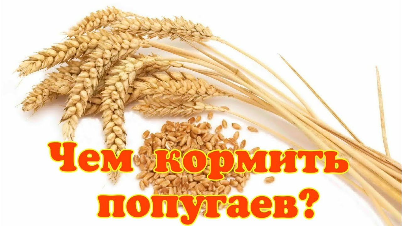 Кормление попугаев / Зерновой корм