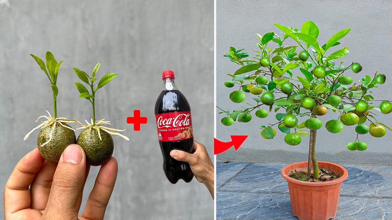 How to grow lemon trees that develop quickly and produce super yields using Coca-Cola.