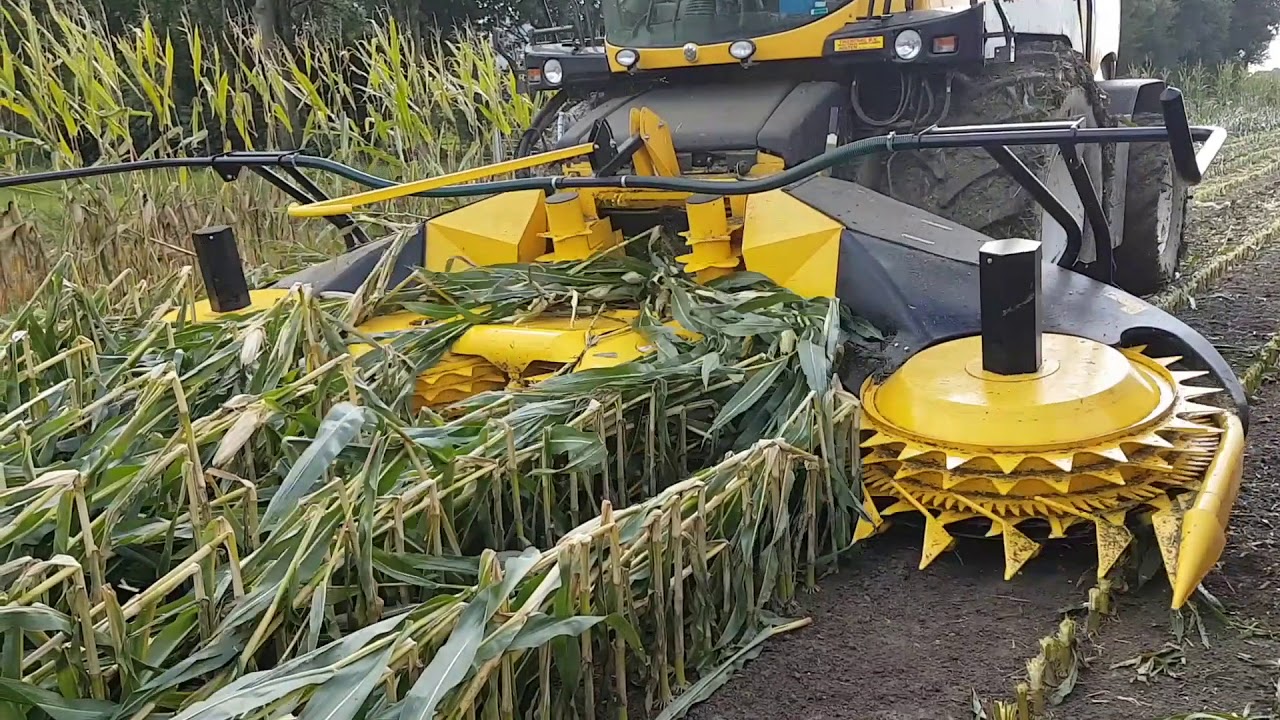 Dekkers Maasbommel plat gewaaide mais maaien