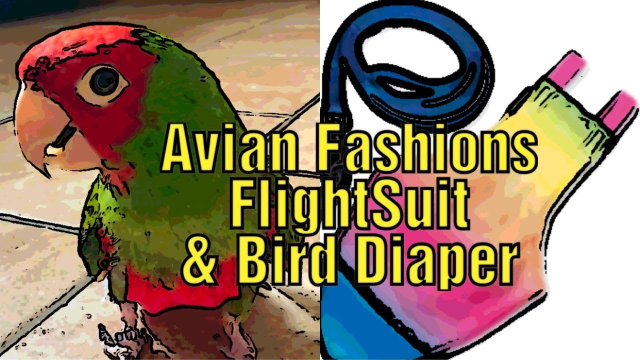 Использование костюма для полёта птиц и подгузника для птиц Avian Fashions