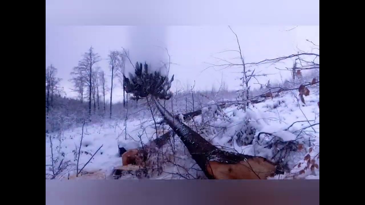 Těžba dřeva Stihl462, sníh, 481-2022