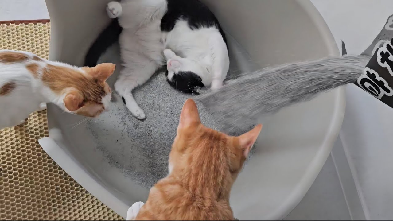 다묘 가정의 모래 화장실#야채샌드#ㅁㅊ초대형고양이화장실