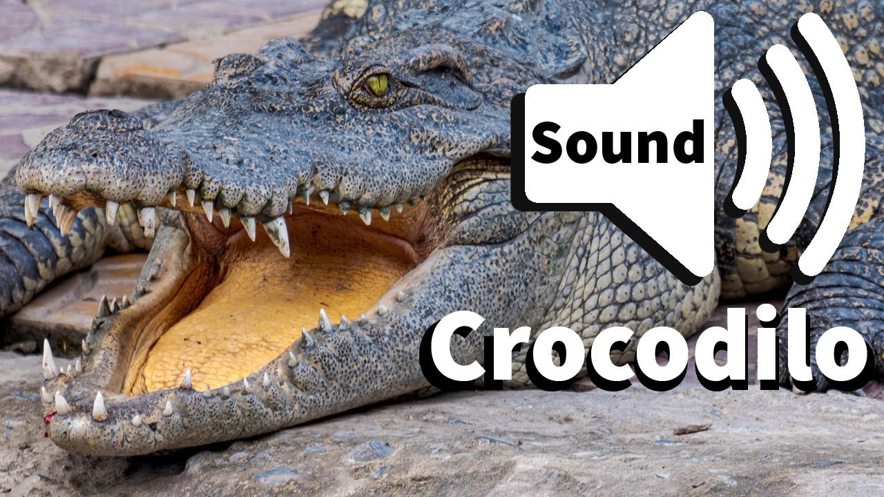 Som do Crocodilo - Crocodile sound
