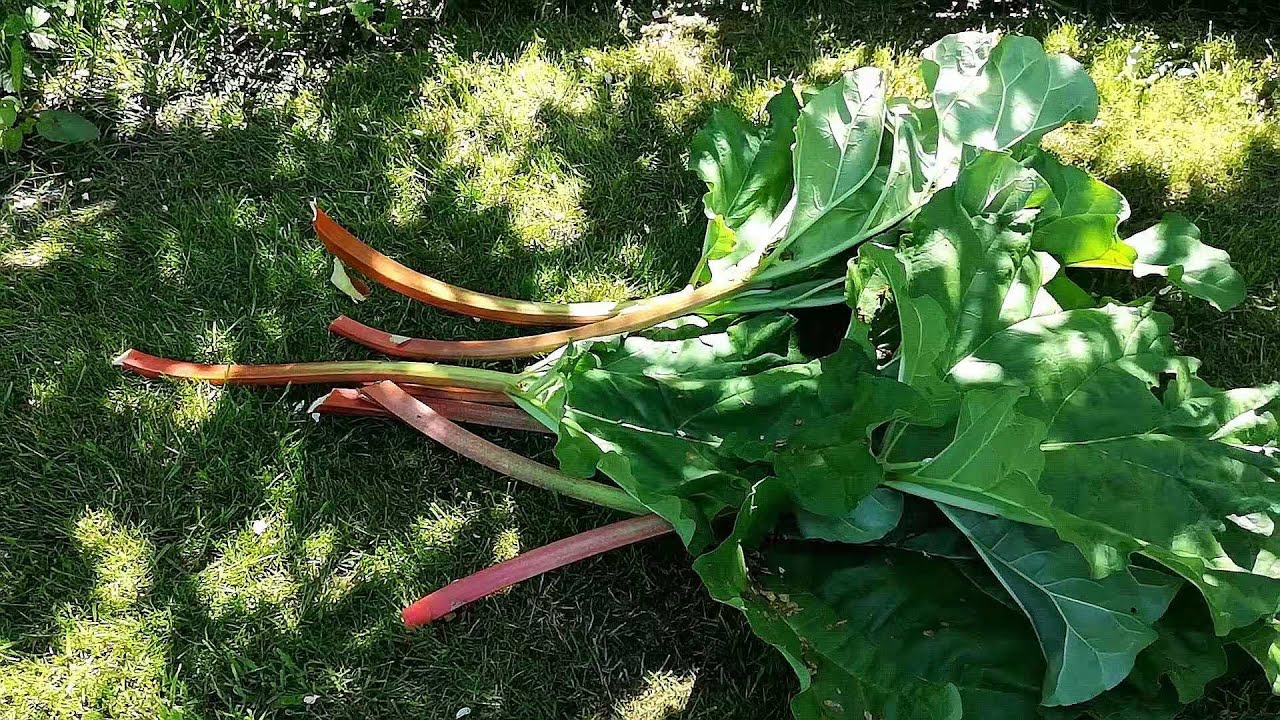 亮粉色的欧洲大黄闪亮登场 收割大黄自制大黄酱 Harvest rhubarb and make jam 可以吃的花园 第24集 The Edible Garden 24
