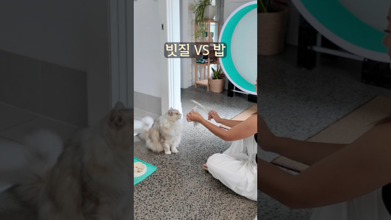 빗질 vs 밥 🐾