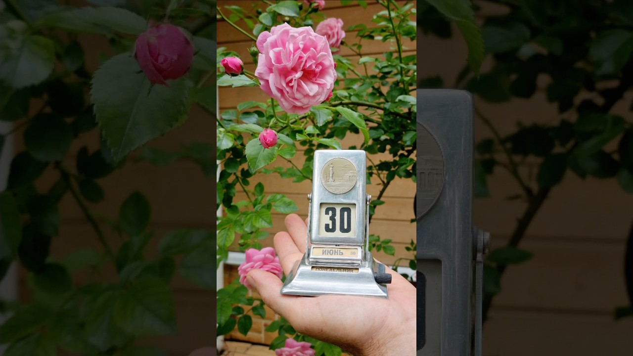 30 июня 2025 года (June 30, 2025) #shorts #ретрокалендарь #flowers
