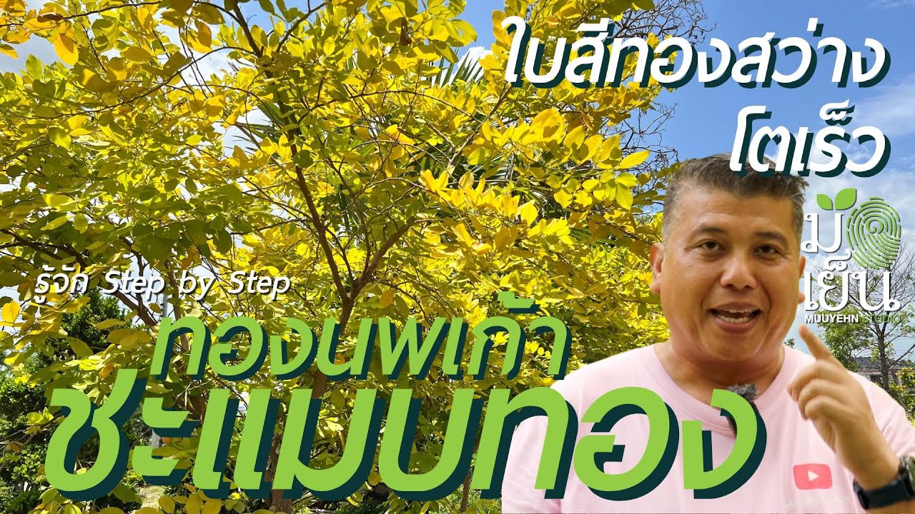 ชะแมบทอง ใบสีทองสว่าง โตเร็ว ปลูกเป็นไม้พุ่มก็ได้ เป็นไม้ยืนต้นก็ดี Dendrolobium umbellatum 'Aurea'