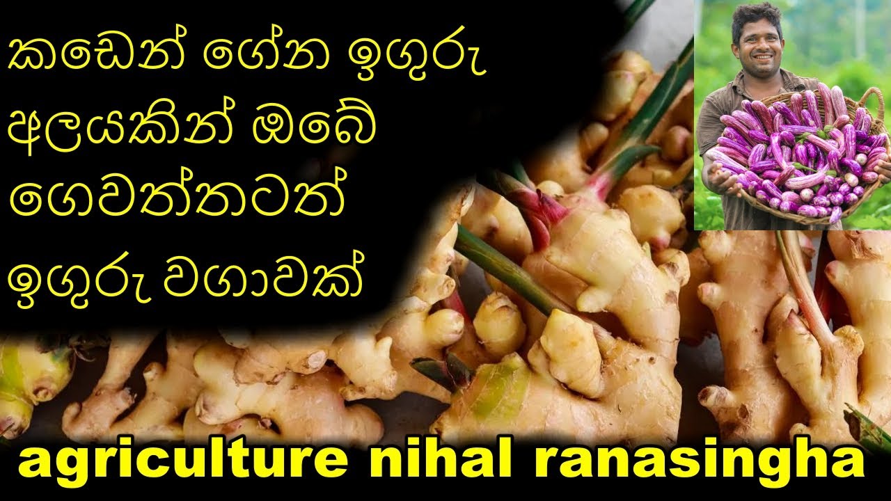 ඉගුරු වගාව Grape cultivation iguru wagawa කාබනික ගෙවතු වගාව Organic gardening