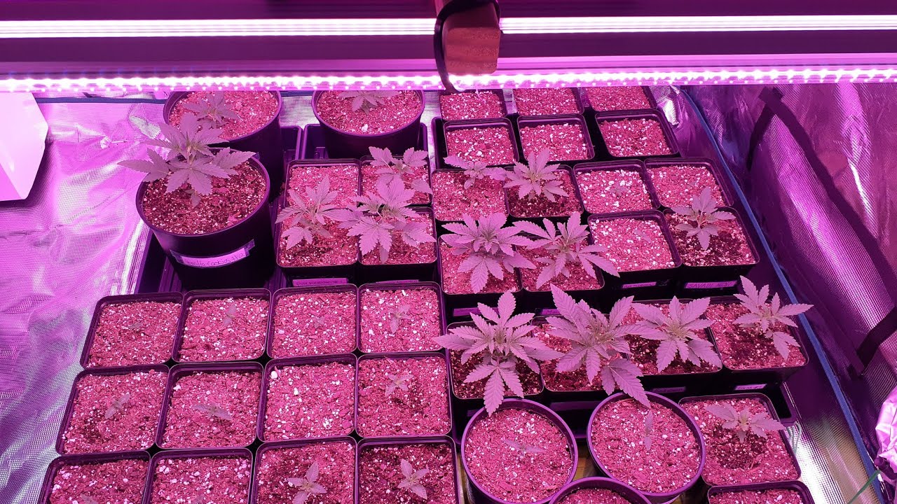Multi Strain Update (Exotic Genetix, 3rd Coast,Penthouse,Greenhouse seeds,silent seeds AND MORE!