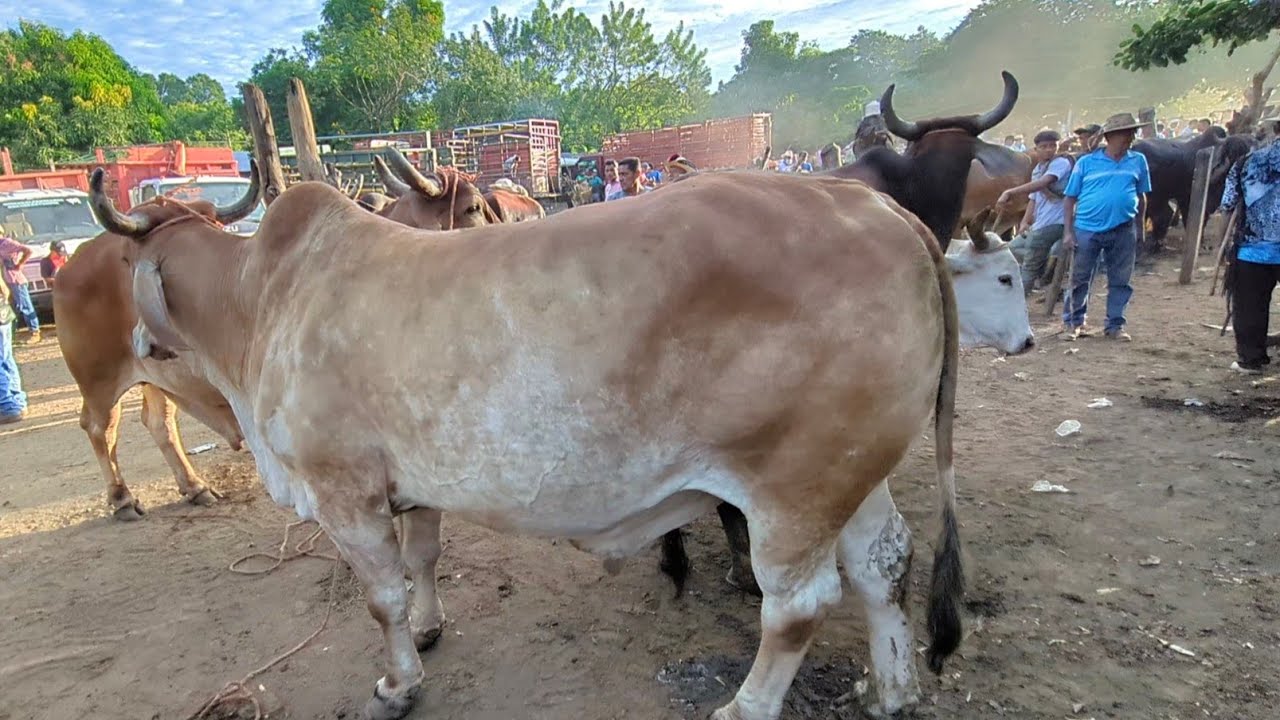 tiangue el tránsito mira chulada de bueyes mira cuánto quieren