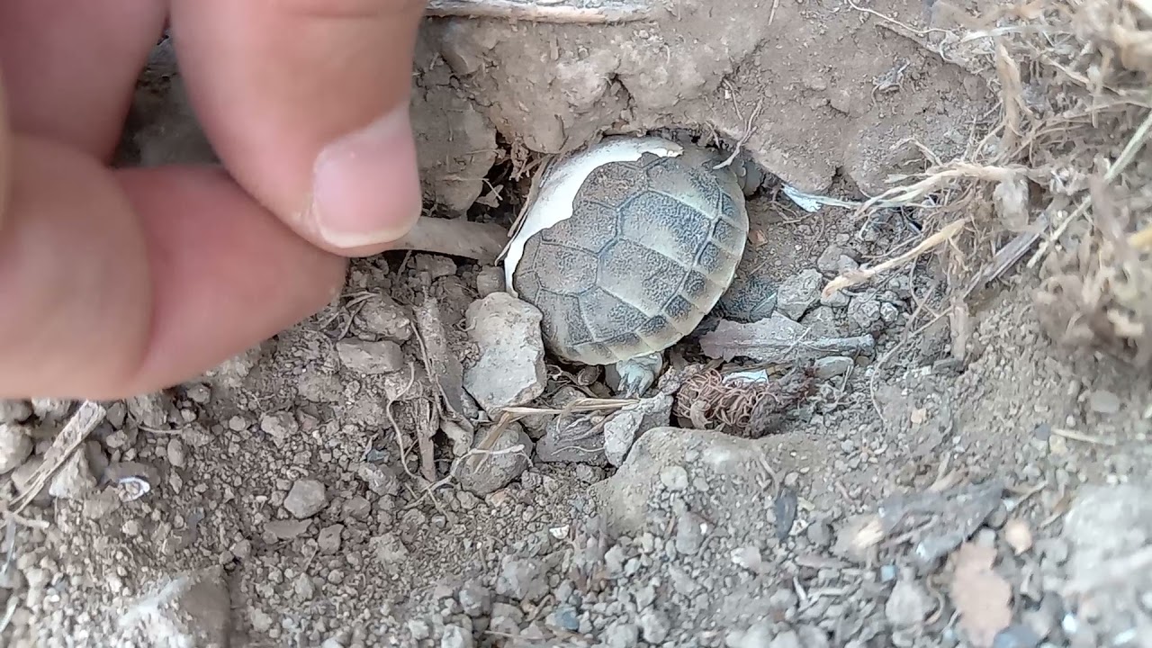 Nascita tartarughe di terra testudo hermanni, 11 settembre, 85 giorni il tempo della schiusa 🐣🐢