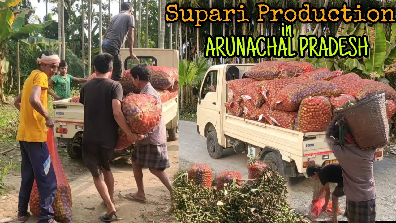 Supari (Areca Nuts) Production In Arunachal Pradesh