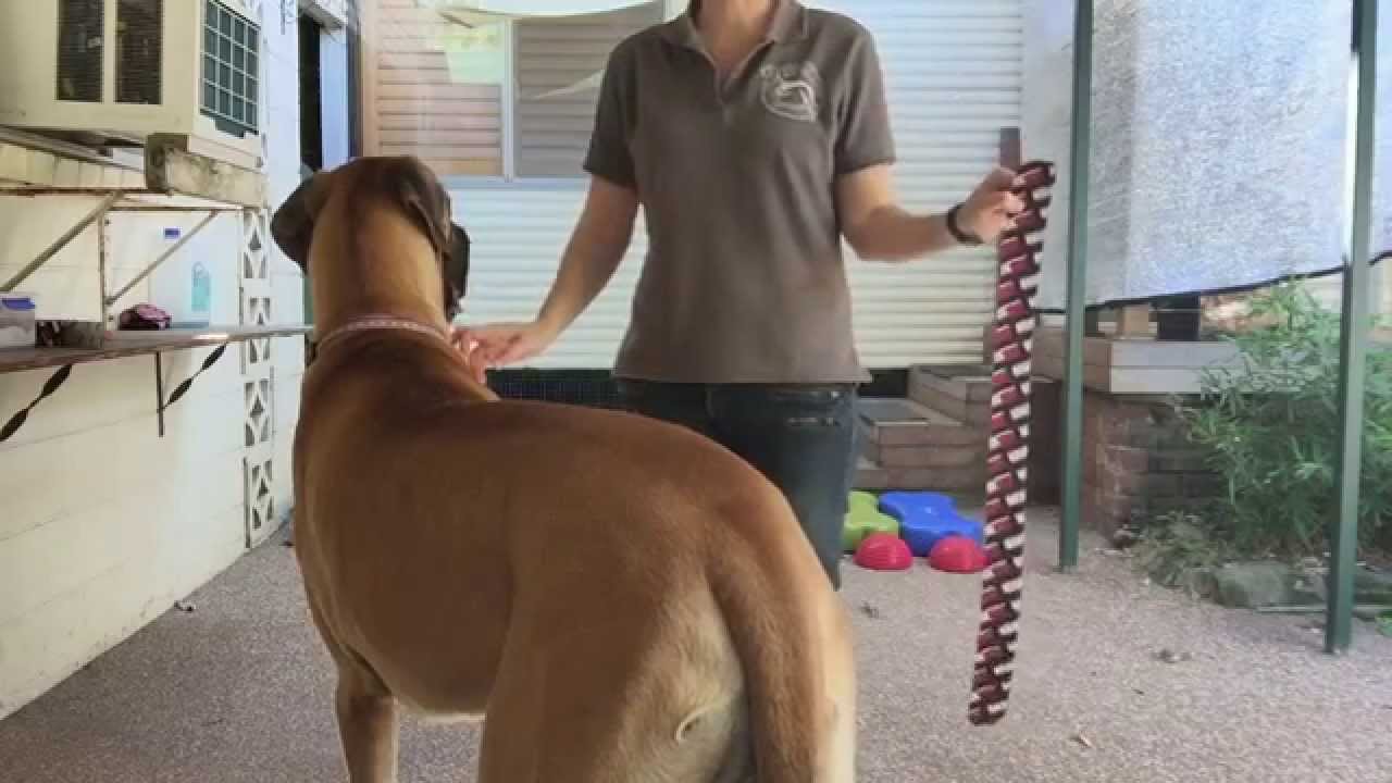 Taping for dogs who have lost strength in their rear