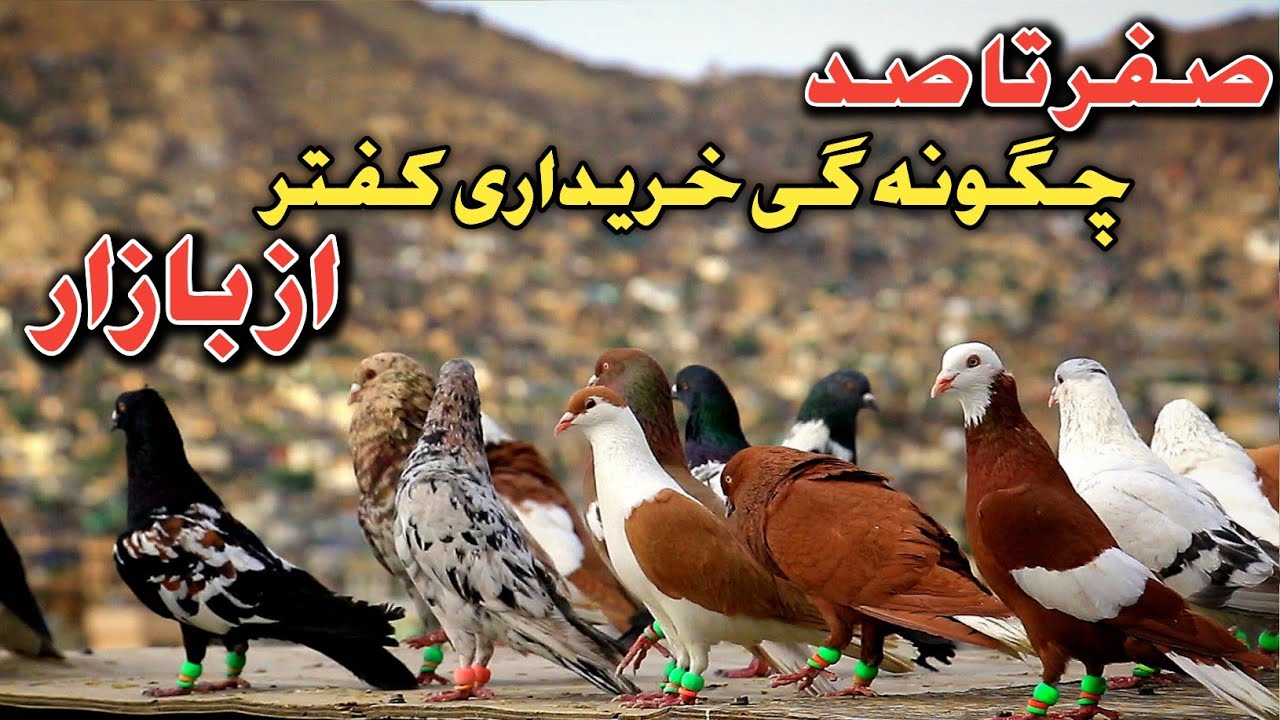 کفتر را چگونه برای شوق خود خریداری کنیم|صفر تا صد خرید کفتر افغانی از شوقی های|کفتر افغانی|دریچه شوق